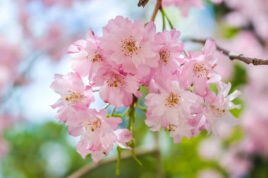 Güzel pembe sakura, kiraz çiçeği Japonya yumuşak odak