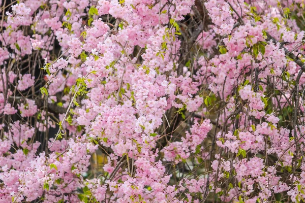 Güzel pembe sakura, kiraz çiçeği Japonya yumuşak odak