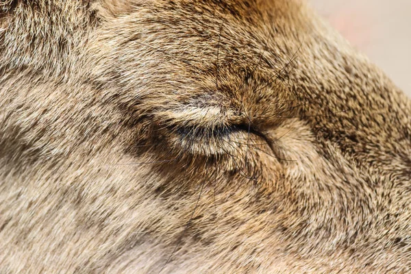 Kopf Von Jungen Hirschen Großaufnahme Augen Schließen Und Auf Feld — Stockfoto