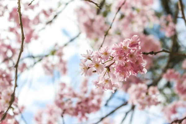 Μαλακή Εστίαση Από Όμορφα Ροζ Sakura Κεράσι Ανθίσει Στην Ιαπωνία — Φωτογραφία Αρχείου