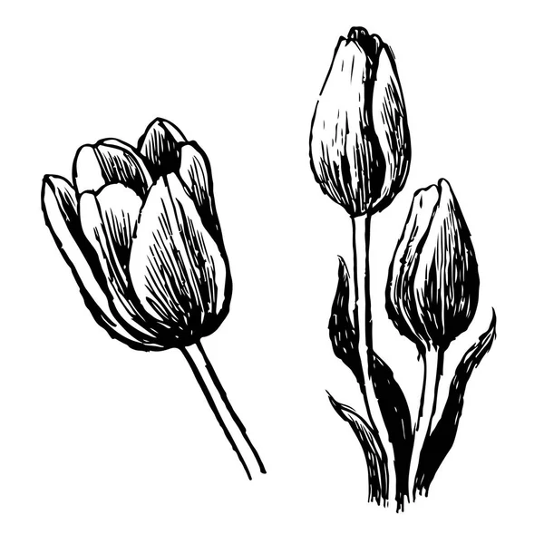 郁金香和叶子 白色背景隔离 — 图库矢量图片