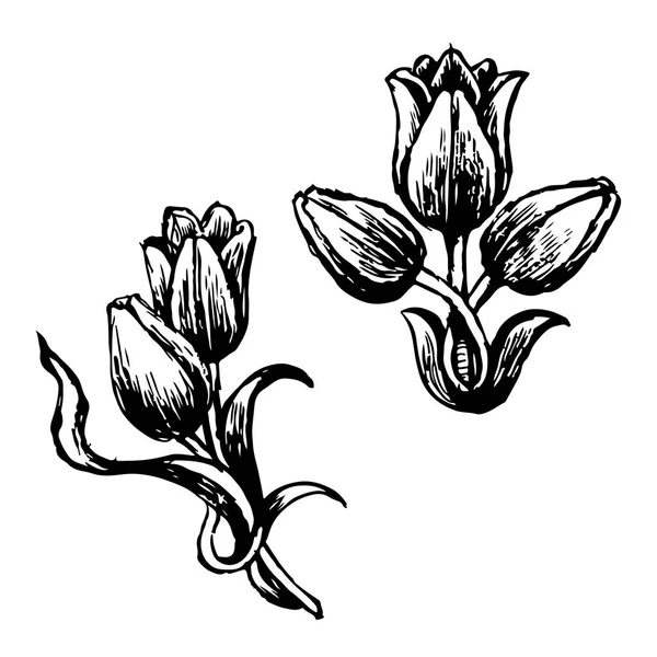白色背景下的郁金香和叶子手绘设计 — 图库矢量图片