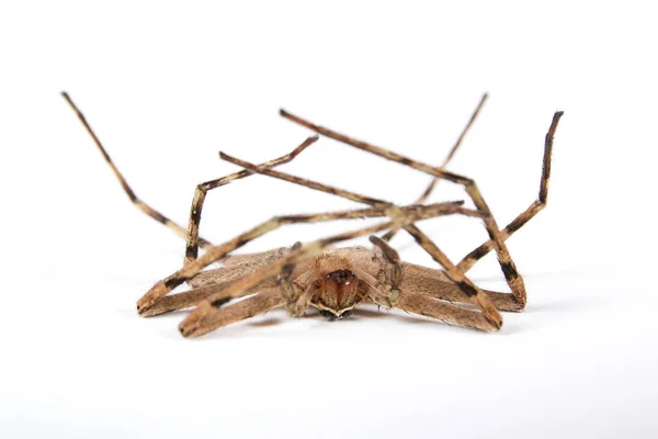 Dead Brown Spider Sur Fond Blanc — Photo