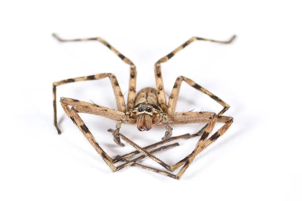 Araña Marrón Muerta Sobre Fondo Blanco — Foto de Stock