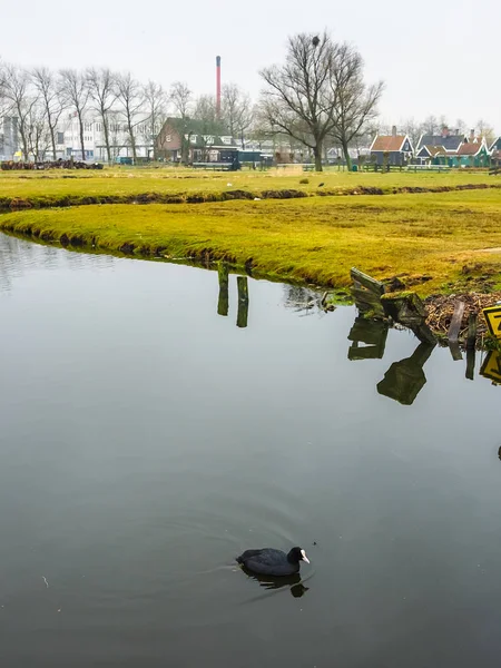 Sothöna Fågel Ring Fågel Låt Sothöns Simma Vattnet Landsbygden Nederländerna — Stockfoto