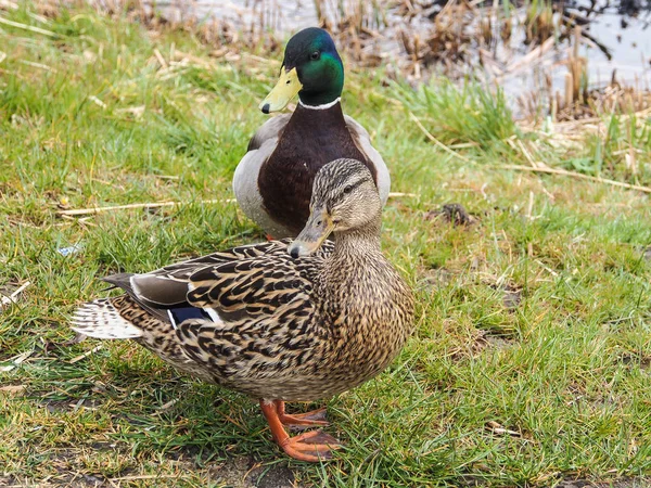 beautiful wild ducks head by the lake