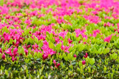 Çiçek açan pembe ormangülü (Azalea), yakın çekim, seçici odak