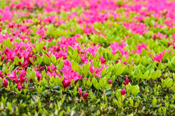 Kwitnący Rododendron Różowy Azalia Zbliżenie Selektywny Fokus — Zdjęcie stockowe