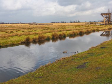 Hollanda polder kanalı ve ördekleri olan kırsal bir bölge.