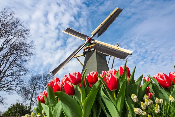 Holländische Windmühle Und Bunte Tulpen Frühlingsblumengarten Keukenhof Holland Niederlande — Stockfoto