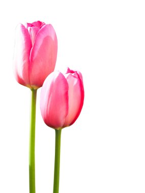 izole kırpma yolu ile beyaz arka plan üzerinde Pembe Lale