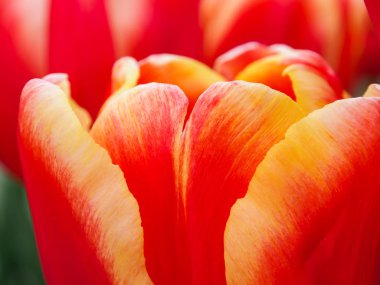 Güzel kırmızı lale Hollanda, Holland flora Park alanında. Keukenhof.