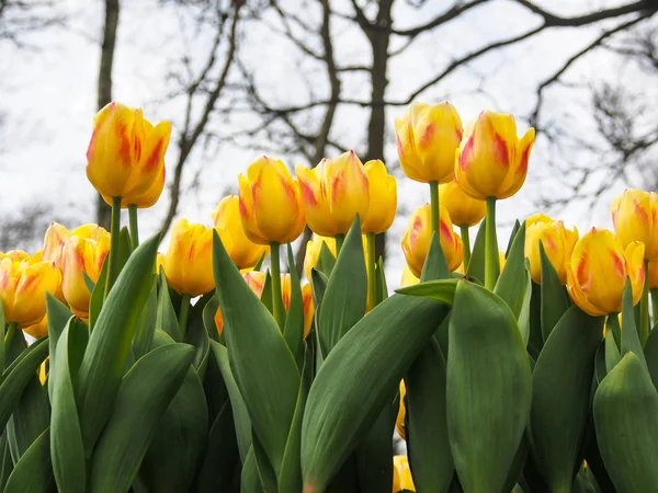 Hermosos Tulipanes Amarillos Rojos Campo Del Parque Flora Holanda Holanda —  Fotos de Stock