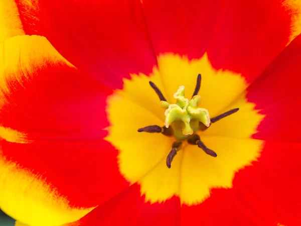 Beautiful Yellow Red Tulips Field Flora Park Netherlands Holland Keukenhof — Stock Photo, Image