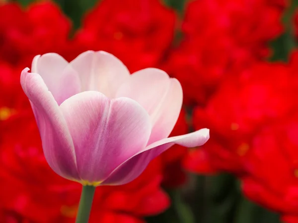 Beautiful Pink Red Tulips Field Flora Park Netherlands Holland Keukenhof — Stock Photo, Image