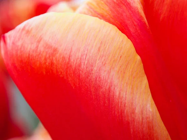Hermosos Tulipanes Rojos Campo Del Parque Flora Holanda Holanda Keukenhof —  Fotos de Stock