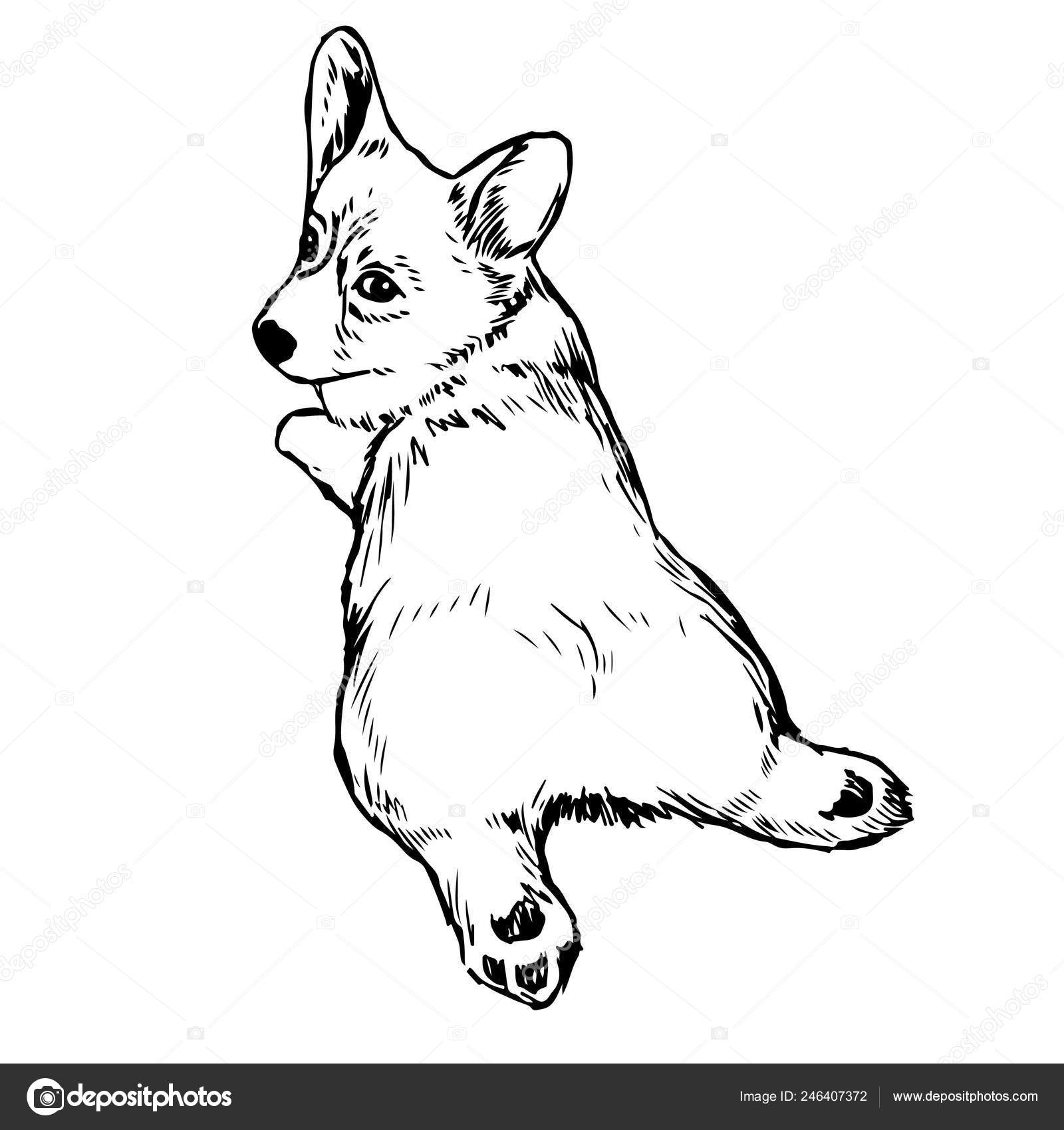 Pembroke Welsh Corgi Dog Doodle Hand Drawn Isolated White Background Stock  Vector by ©simpleBE 246407372, image size:1600x1700