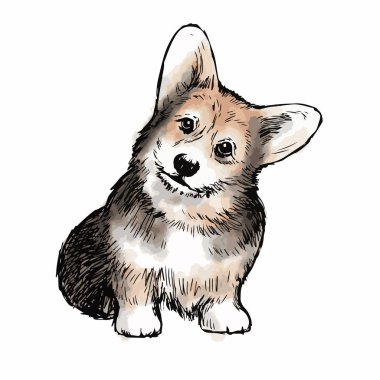 Beyaz arka planda izole edilmiş Pembroke Welsh Corgi Dog karalama eli