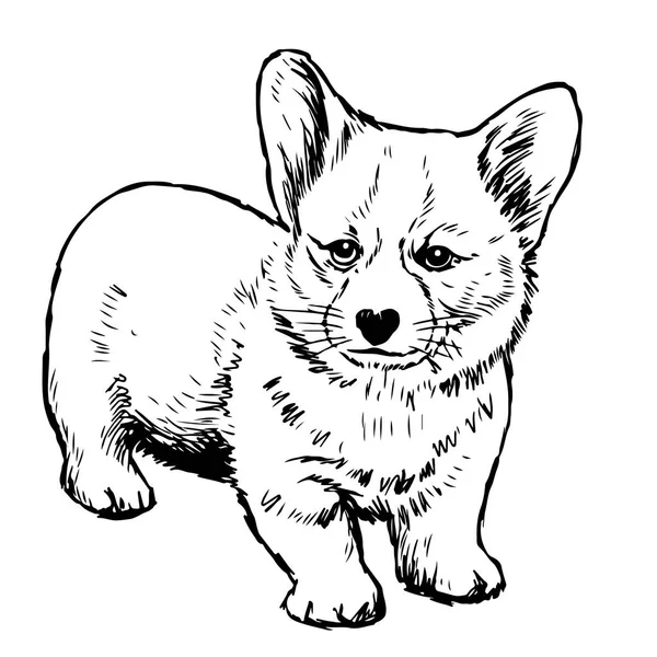 Pembroke Welsh Corgi Dog Doodle Mão Desenhada Isolado Fundo Branco — Vetor de Stock
