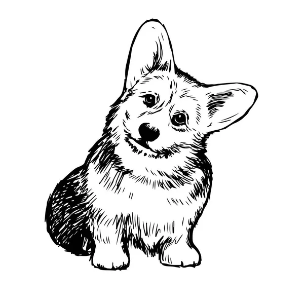 Beyaz Arka Planda Izole Edilmiş Pembroke Welsh Corgi Dog Karalama — Stok Vektör