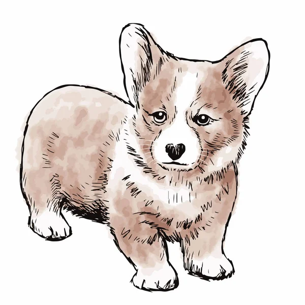 Pembroke Galés Corgi Perro Garabato Mano Dibujado Aislado Sobre Fondo — Vector de stock