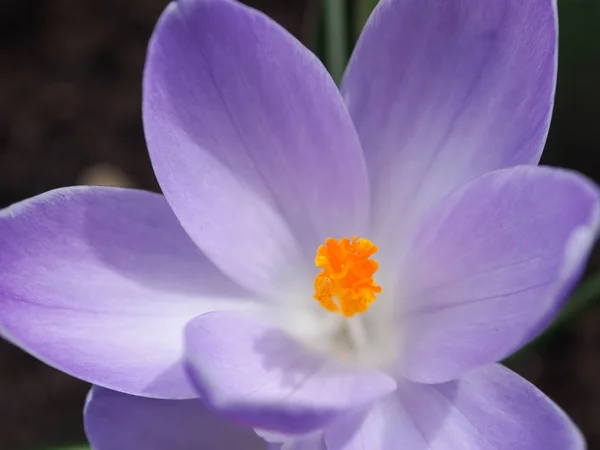 Crochi Viola Gialli Bianchi Crocus Sativus Crocus Tommasinianus Fioriscono Keukenhof — Foto Stock