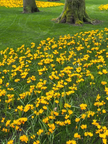 Violet, yellow, white crocuses, Crocus sativus, Crocus tommasinianus bloom at the Keukenhof Gardens in the Netherlands.