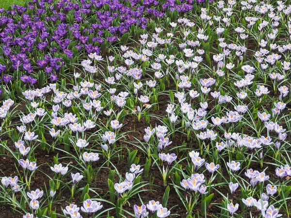 Crochi Viola Gialli Bianchi Crocus Sativus Crocus Tommasinianus Fioriscono Keukenhof — Foto Stock