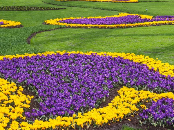 Violet, yellow, white crocuses, Crocus sativus, Crocus tommasinianus bloom at the Keukenhof Gardens in the Netherlands.