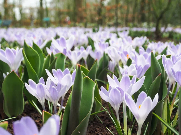 Crochi Viola Gialli Bianchi Crocus Sativus Crocus Tommasinianus Fioriscono Keukenhof — Foto Stock