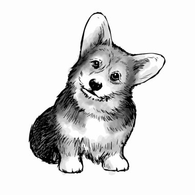 Pembroke Welsh Corgi köpek