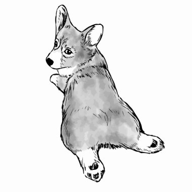 Pembroke Welsh Corgi köpek