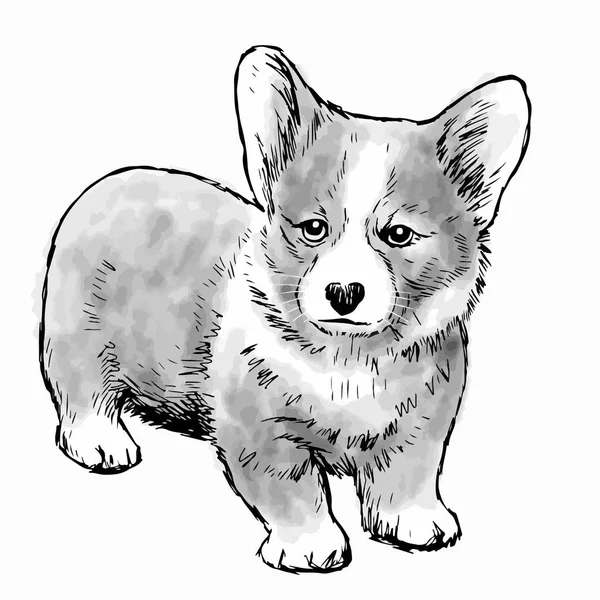 Pembroke perro galés Corgi — Archivo Imágenes Vectoriales