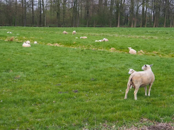 Owce, które zostały Ogolone — Zdjęcie stockowe