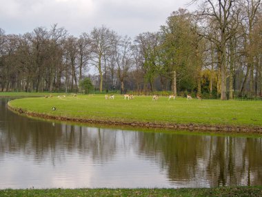 Parkta birçok geyik