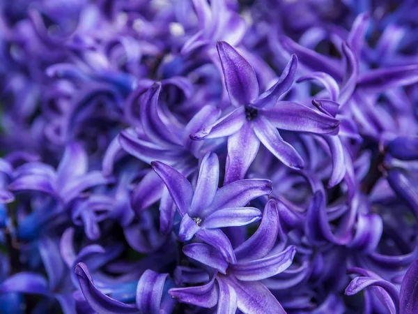 Macro de una flor de jacinto púrpura — Foto de Stock