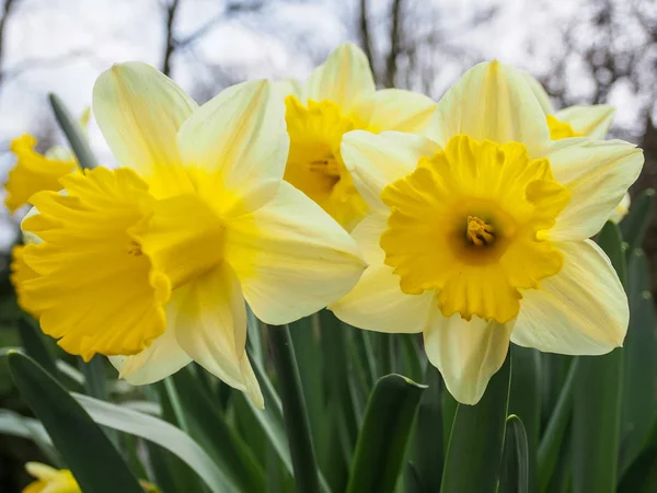 Narcisové žluté květy — Stock fotografie