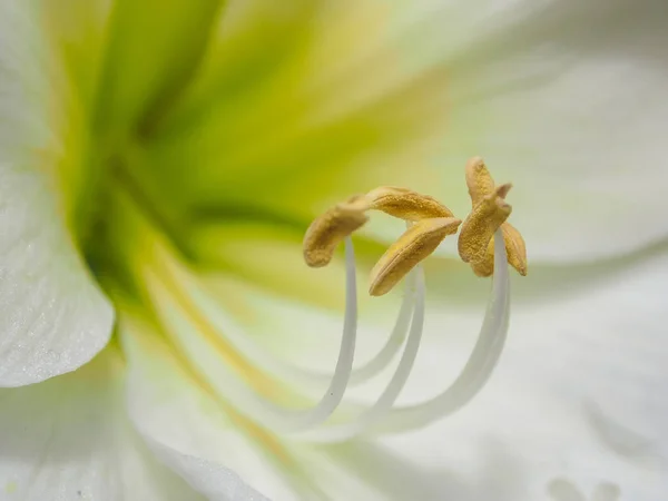 Close-up of a white lily flower — Stock Photo, Image