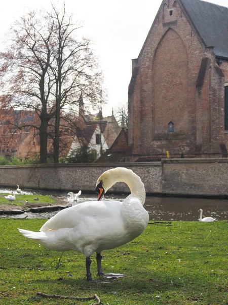 Cigni nel centro della città di Brugge, Belgio — Foto Stock