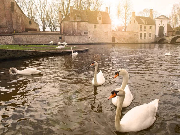 Cigni nel centro della città di Brugge, Belgio — Foto Stock