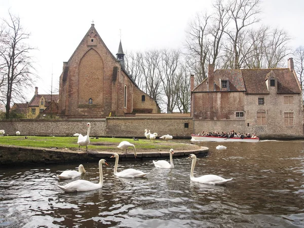 Cigni nel centro della città di Brugge, Belgio — Foto Stock