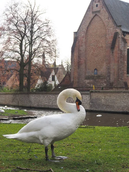 Cigni nel centro della città di Brugge, Belgio — Foto Stock