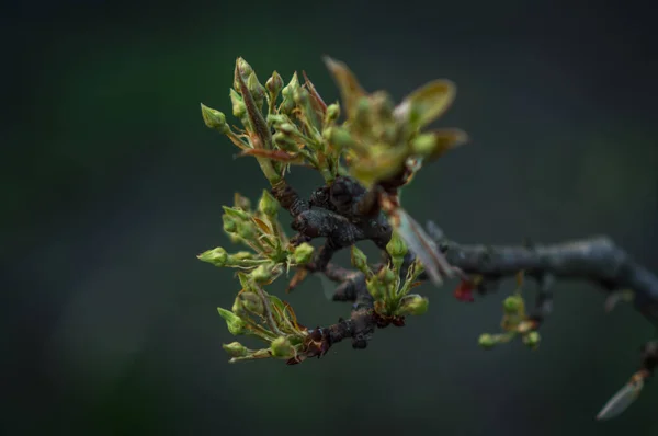 Zweig Eines Baumes — Stockfoto