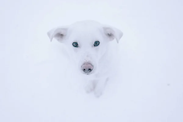 Homeless white dog in snow, looking for a dog shelter — Stock Photo, Image