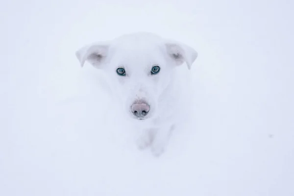 Cane bianco senza tetto nella neve, in cerca di un rifugio per cani — Foto Stock