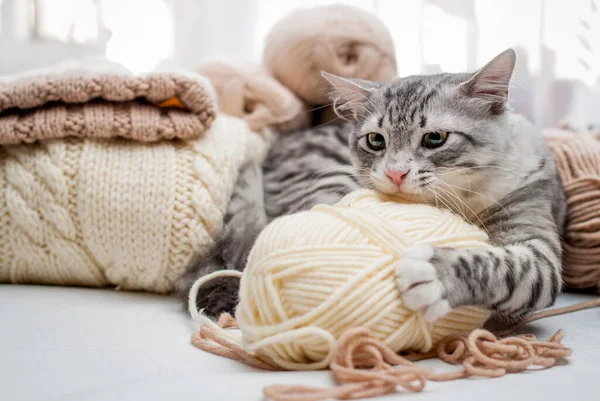 Gray fluffy cat lies among yarn, plays, tangled threads