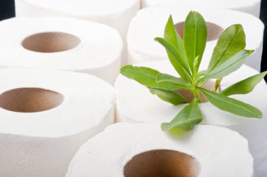 bitki içinde tuvalet kağıdına fide ağaç olarak alır. Geri dönüşüm, ekoloji ve muhafazakar kavramı 