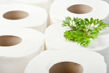 bitki içinde tuvalet kağıdına fide ağaç olarak alır. Geri dönüşüm, ekoloji ve muhafazakar kavramı 