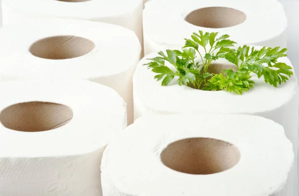 Rolki Papieru Toaletowego Roślin Wewnątrz Jako Drzewo Sadzonka Recykling Ekologia — Zdjęcie stockowe