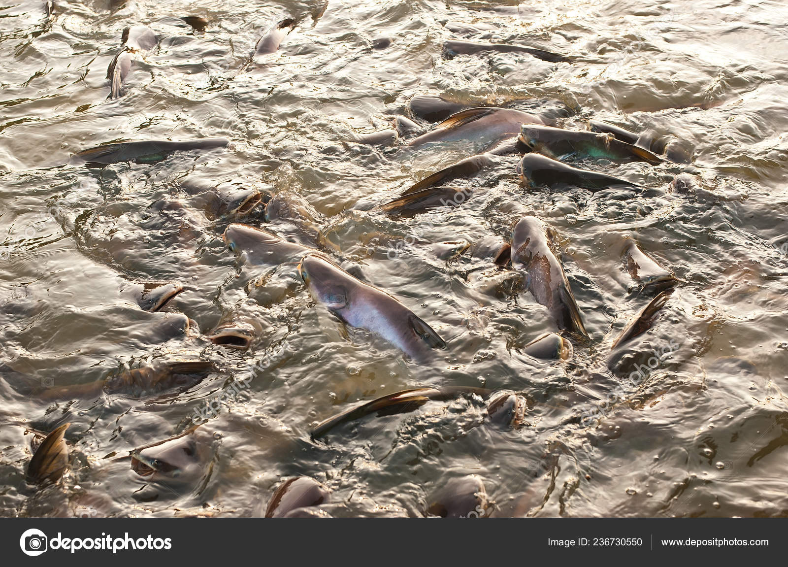 Poisson Chat Marchant Images Libres De Droit Photos De Poisson Chat Marchant Depositphotos Poisson Chat Marchant Images Libres De Droit Photos De Poisson Chat Marchant Depositphotos